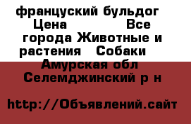 француский бульдог › Цена ­ 40 000 - Все города Животные и растения » Собаки   . Амурская обл.,Селемджинский р-н